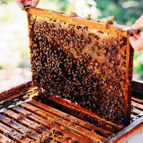 Honey harvesting