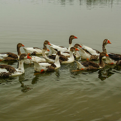 Ducks on pond